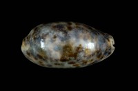 藏品(叢雲寶螺)的圖片